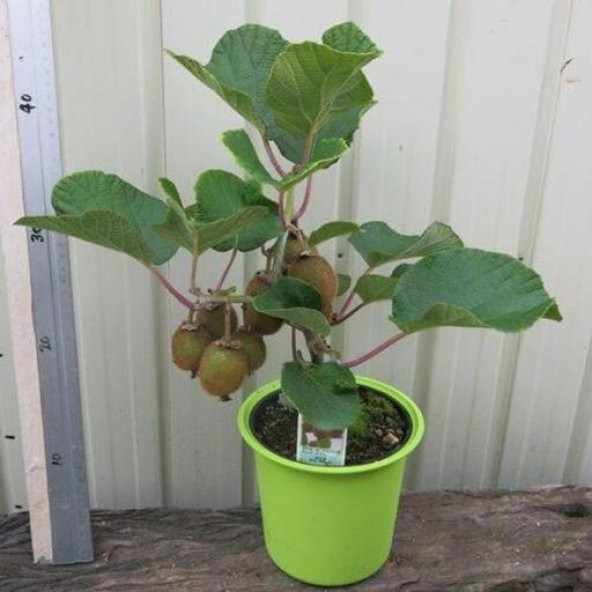 Bodur Kivi Bonzai Ağacı Tohumu 5 Tohum + Bonsai Ağacı Tohumu - 3