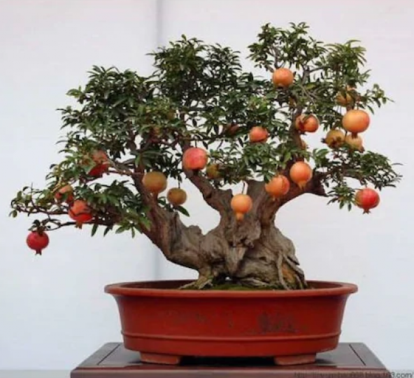 Bodur Nar Bonzai Ağacı Tohumu 5 Tohum +Süpriz Bonsai Ağacı Tohumu - 3
