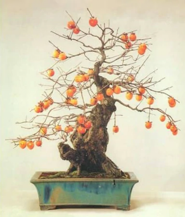 Bodur Hurma Bonzai Ağacı Tohumu 1 Tohum + Süpriz Bonsai Tohumu - 2