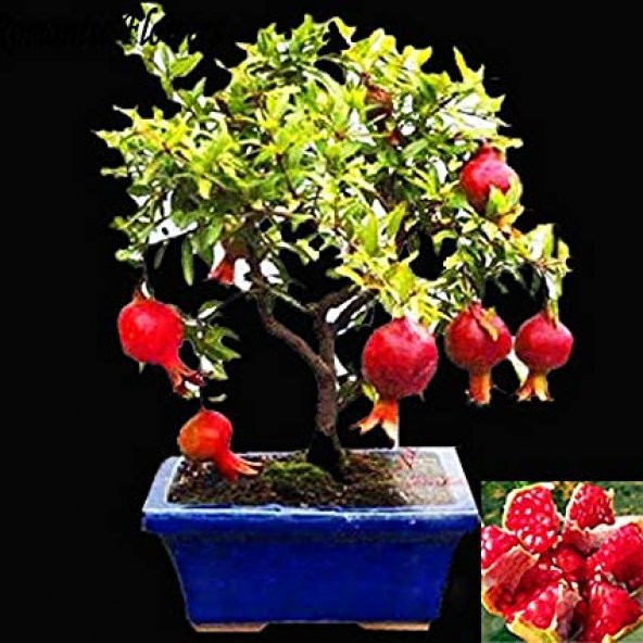 Bodur Nar Bonzai Ağacı Tohumu 5 Tohum +Süpriz Bonsai Ağacı Tohumu - 4