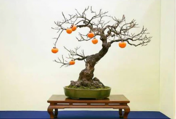 Bodur Hurma Bonzai Ağacı Tohumu 1 Tohum + Süpriz Bonsai Tohumu - 3