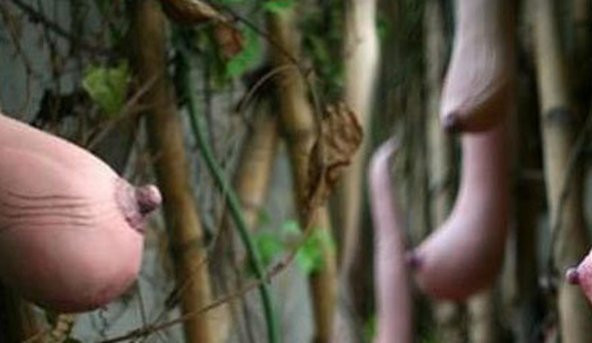 Nadir Vietnam Kabak Tohumu Ekim Seti 3 Tohum +Saksı+Toprak+Hediye - 4