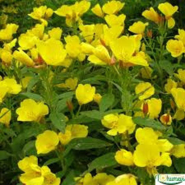 10 Adet Tohum Nadir Ezan Çiçeği Tohumu Ezan Çiçek Tohumu Sürpriz Hediye Tohumlu - Resim 2