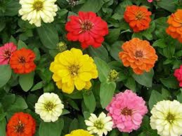 10 Adet Tohum Nadir Zinna Çiçeği Tohumu Zinna Çiçek Tohumu Sürpriz Hediye Tohumlu