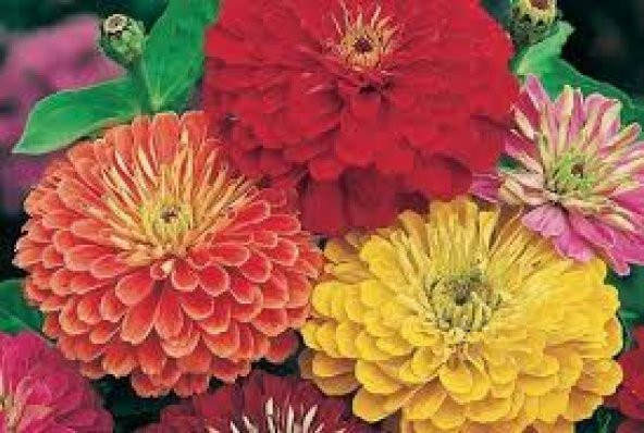 10 Adet Tohum Nadir Zinna Çiçeği Tohumu Zinna Çiçek Tohumu Sürpriz Hediye Tohumlu - 2