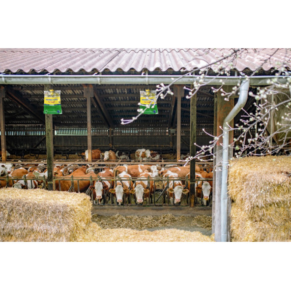 Sintut Medium, Karasinek Tuzağı - 4