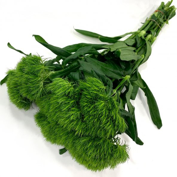Green Trick Dianthus Vazoluk  1 Demet 10 Dal 30 Cm