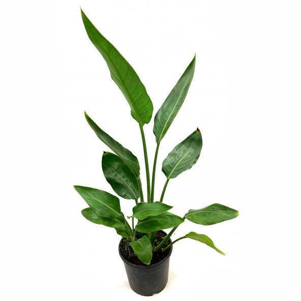 Starliçe Regina Bitkisi Çiçeği 70 Cm - 2