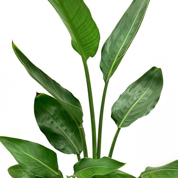 Starliçe Regina Bitkisi Çiçeği 70 Cm - 3