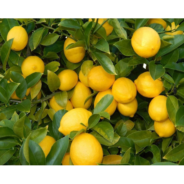 Yerli Limon 5 KG - Ücretsiz Kargo
