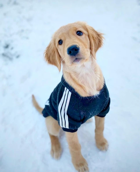 Adidog Black Hoodie Kapşonlu Sweatshirt, Orta ve Büyük Irklar İçin - 6