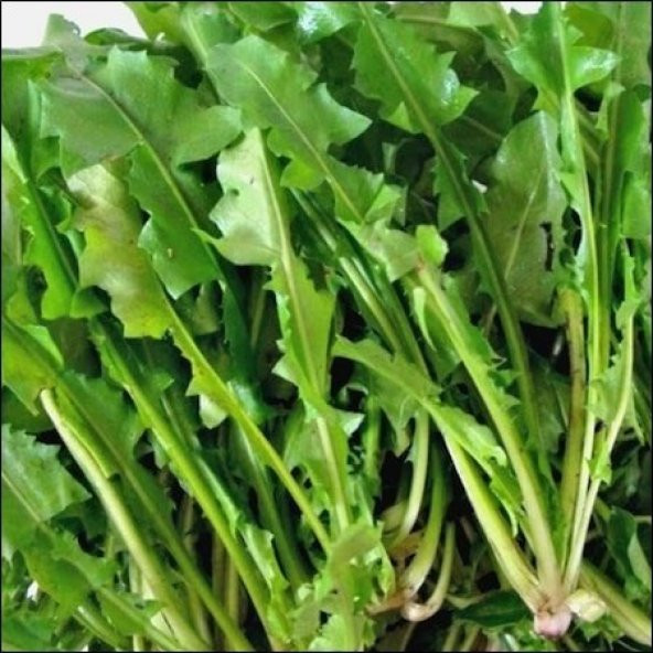 Nadir Hindiba Tohumu Hindibağ Tohumu Hindibağı Tohumu Hindi Bağı - Resim 3