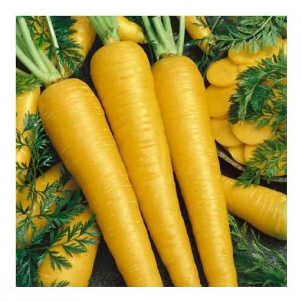 Nadir İthal Sarı Havuç Tohumu 25 Tohum + Süpriz Hediye - Resim 3