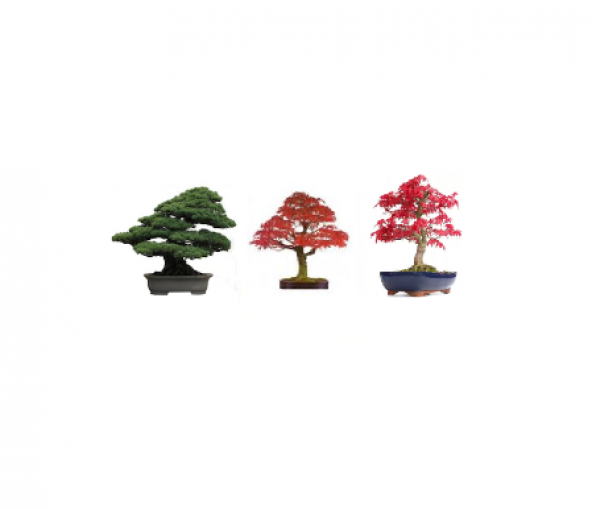 3lü Set Bonzai Ağacı Tohumu Bonsai Acer Rubrum Çınar Selvi Ekim