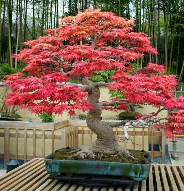 3lü Set Bonzai Ağacı Tohumu Bonsai Acer Rubrum Çınar Selvi Ekim - 3