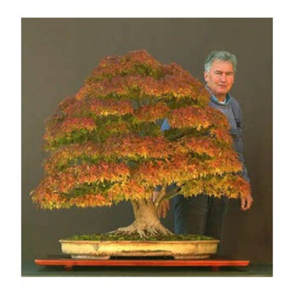 3lü Set Bonzai Ağacı Tohumu Bonsai Acer Rubrum Çınar Selvi Ekim - 4