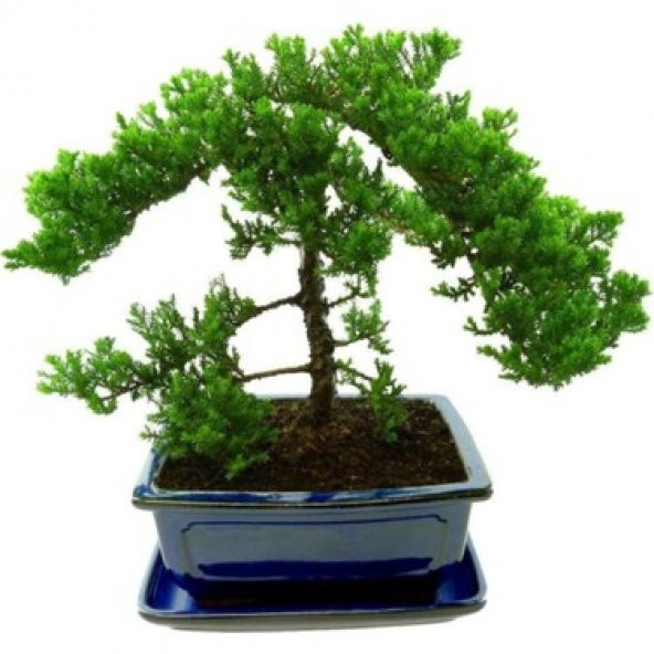 3lü Set Bonzai Ağacı Tohumu Bonsai Acer Rubrum Çınar Selvi Ekim - 5