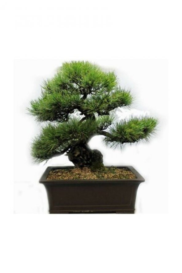 3lü Set Bonzai Ağacı Tohumu Bonsai Acer Rubrum Çınar Selvi Ekim - 8