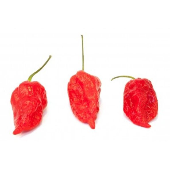 But Jolokia Biber Tohumu Ekim Seti 5 Tohum + Saksı + Toprak - 2