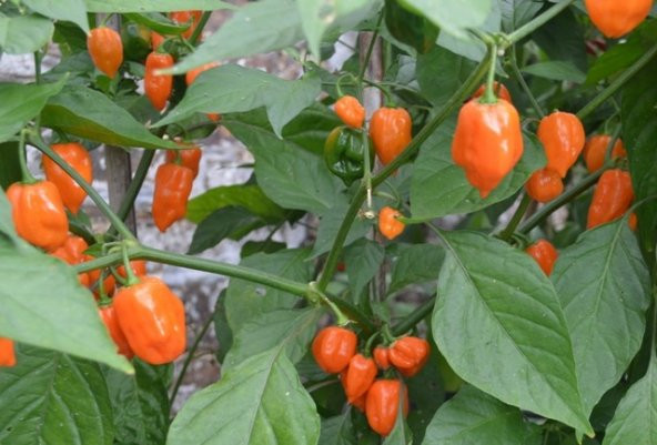 Acı Habanero Biber Tohumu Ekim Seti 5 Tohum + Saksı + Toprak - 3