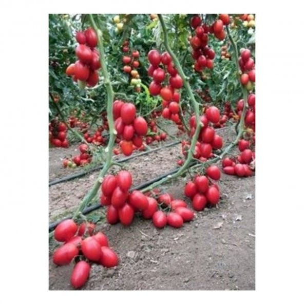 Saksılık Zeytin Domates Tohumu Ekim Seti 10 Tohum +Saksı+Toprak - 2