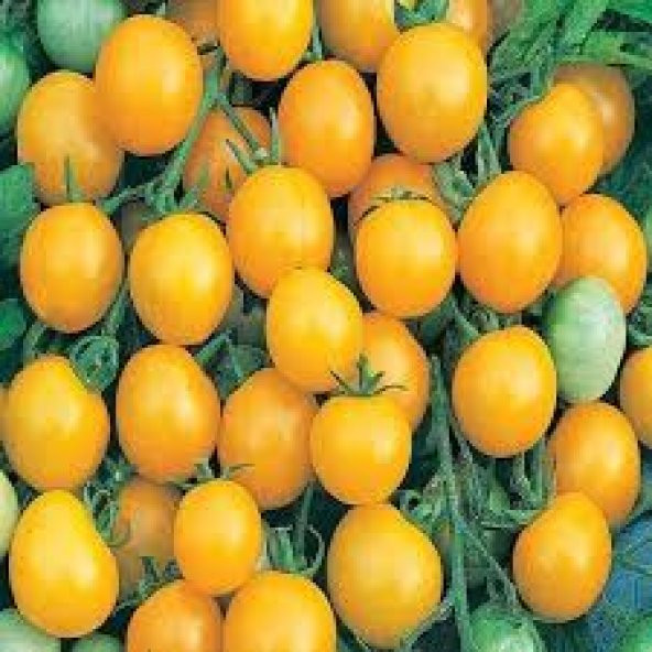 Cherry Sarı Domates Tohumu 5 Tohum + Süpriz Hediye Tohum - 3