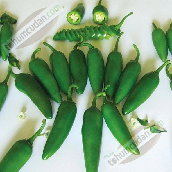İthal Jalapeno Biberi Tohumu Ekim Seti 5 Tohum +Saksı+Toprak+Süpr - 3
