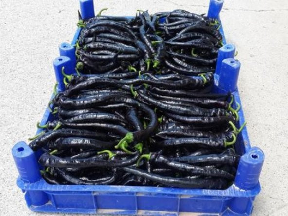 Acı Mor Biber Tohumu Ekim Seti 5 Tohum + Saksı + Toprak - Resim 4