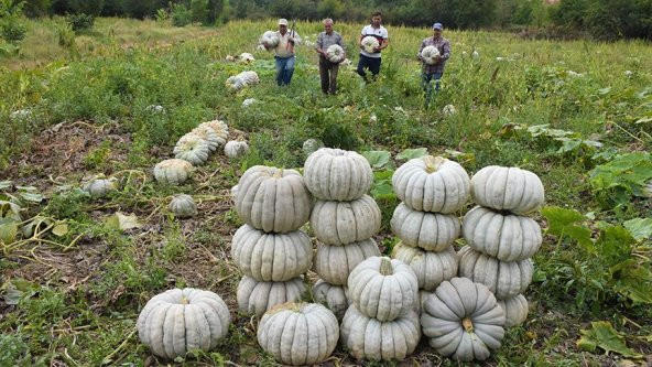 Meşhur Kestane Kabağı Tohumu Kabak Tohumu 5 Tohum + Süpriz Hediye - 2