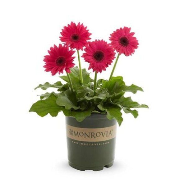 Gerbera Çiçeği Tohumu Ekim Seti 5 Tohum + Saksı + Toprak + Süpriz
