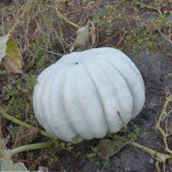 Meşhur Kestane Kabağı Tohumu Kabak Tohumu 5 Tohum + Süpriz Hediye - 3