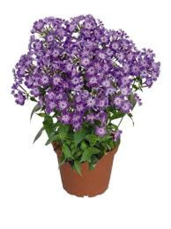 Phlox Çiçeği Tohumu 5 Tohum Çiçek Tohumu + Süpriz Hediye