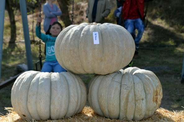 Meşhur Kestane Kabağı Tohumu Kabak Tohumu 5 Tohum + Süpriz Hediye - 4