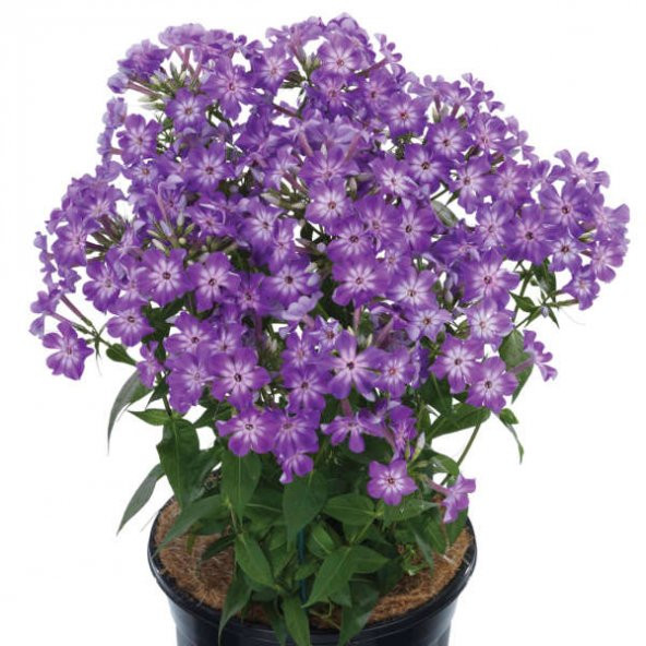 Phlox Çiçeği Tohumu 5 Tohum Çiçek Tohumu + Süpriz Hediye - 2