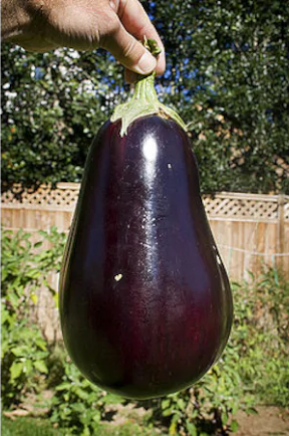 Nadir Dev İri Patlıcan Tohumu Ekim Seti 10 Tohum +Saksı+Toprak - Resim 3