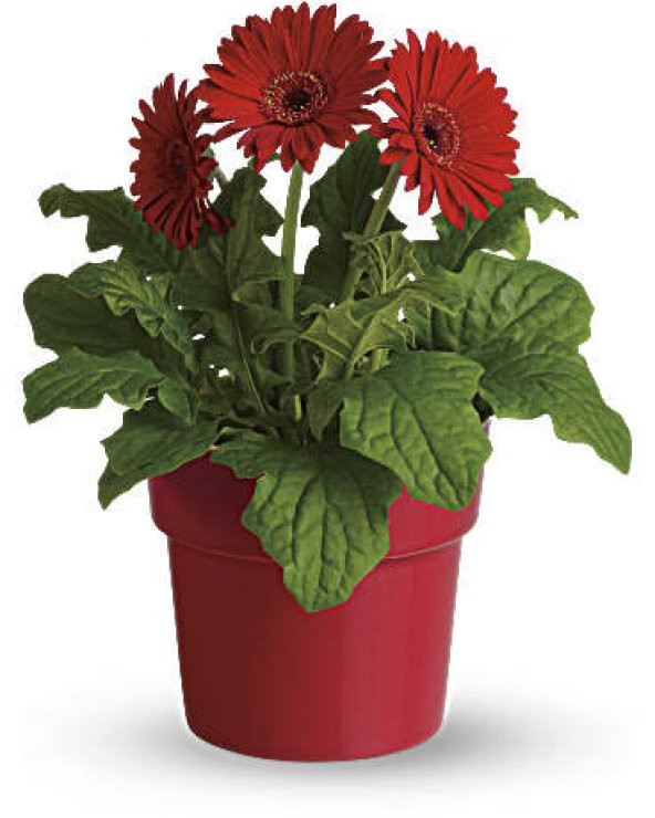 Gerbera Çiçeği Tohumu Ekim Seti 5 Tohum + Saksı + Toprak + Süpriz - 3