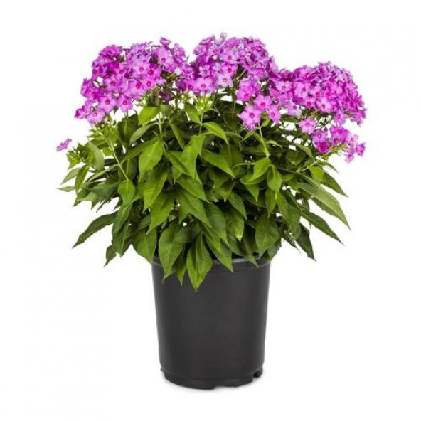 Phlox Çiçeği Tohumu 5 Tohum Çiçek Tohumu + Süpriz Hediye - 3
