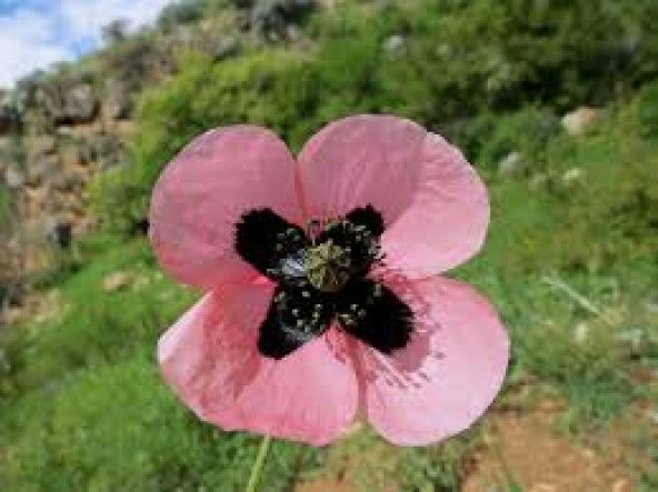 Pembe Gelincik Çiçeği Tohumu 25 Tohum Çiçek Tohumu + Süpriz Hediy - Resim 3