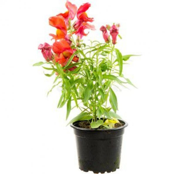 Karışık Bocca Çiçeği Tohumu 15 Tohum Çiçek Tohumu +Süpriz Hediye