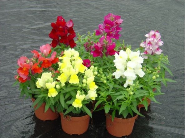 Karışık Bocca Çiçeği Tohumu 15 Tohum Çiçek Tohumu +Süpriz Hediye - 2