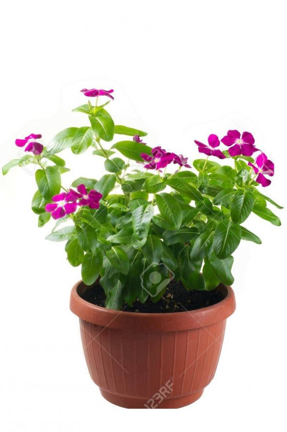 Vinca Rozet Cezayir Menekşesi Tohumu Ekim Seti 5 Tohum +Saksı+Top