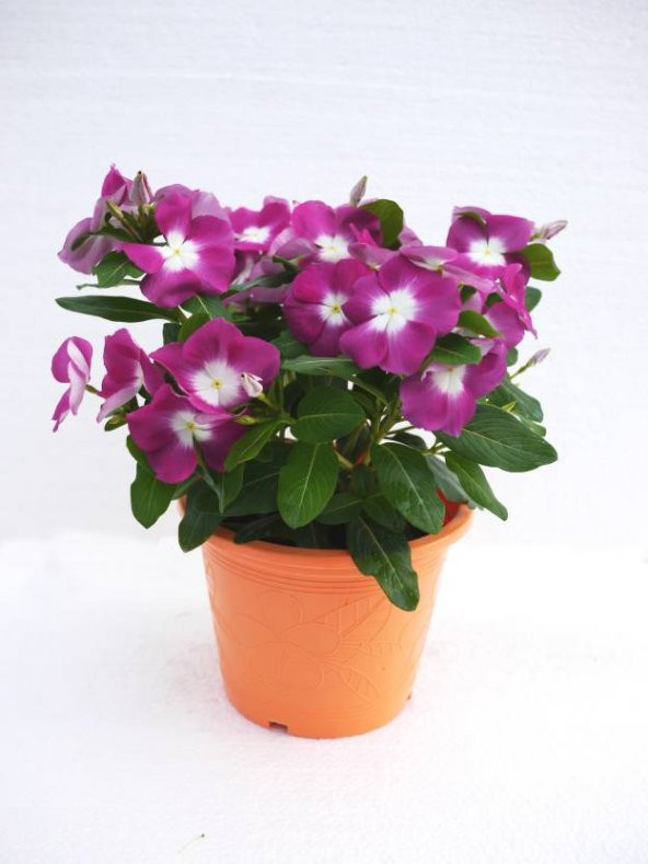 Vinca Rozet Cezayir Menekşesi Tohumu Ekim Seti 5 Tohum +Saksı+Top - 2