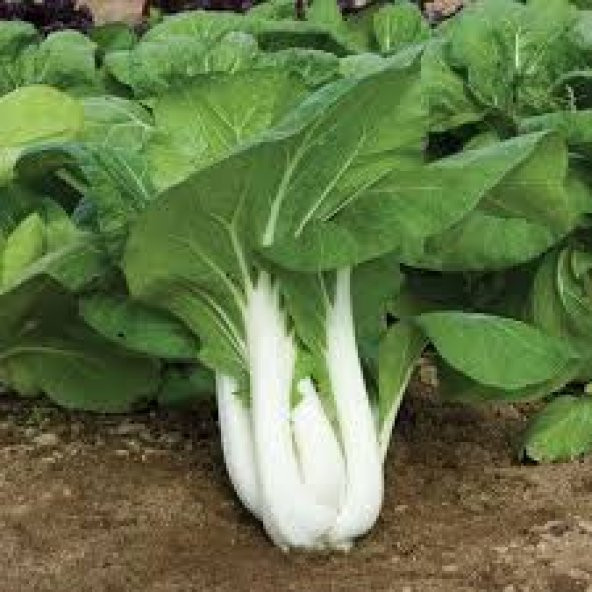 Nadir İthal Çin Lahanası Baby Pak Choi Tohumu Lahana Tohumu - 3