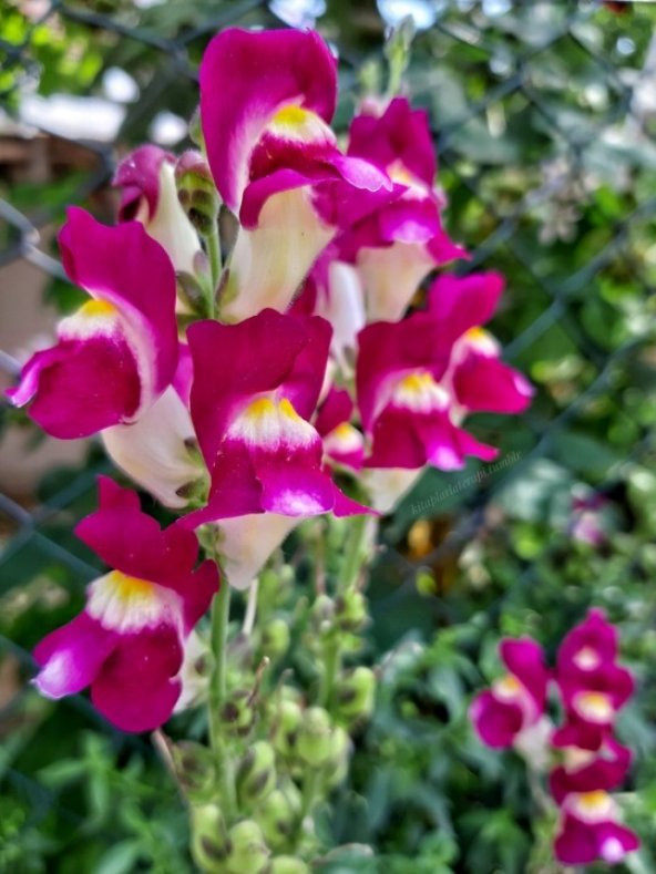 Karışık Bocca Çiçeği Tohumu 15 Tohum Çiçek Tohumu +Süpriz Hediye - 3