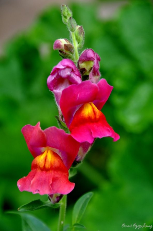 Karışık Bocca Çiçeği Tohumu 15 Tohum Çiçek Tohumu +Süpriz Hediye - 5