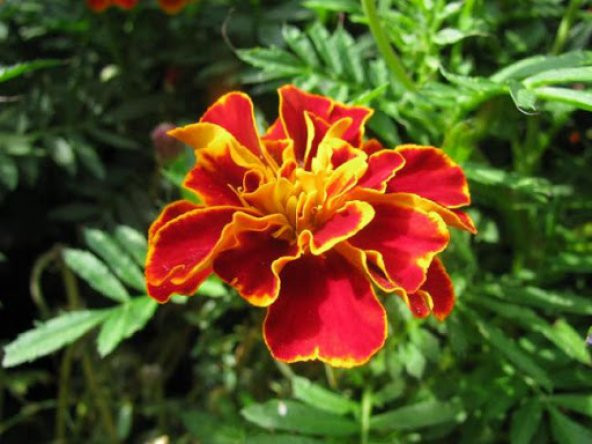 Karagöz Çiçeği Tohumu Ekim Seti 5 Tohum + Saksı + Toprak + Süpriz - Resim 3