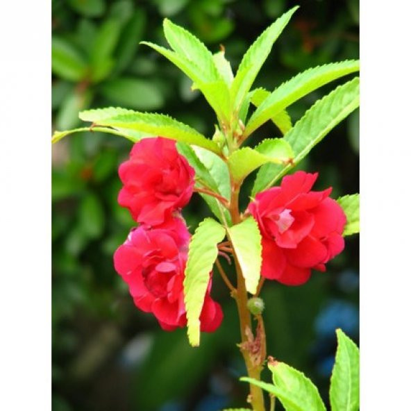 Karışık Türbe Çiçeği Tohumu 5 Tohum + Süpriz Hediye Tohum - Resim 2