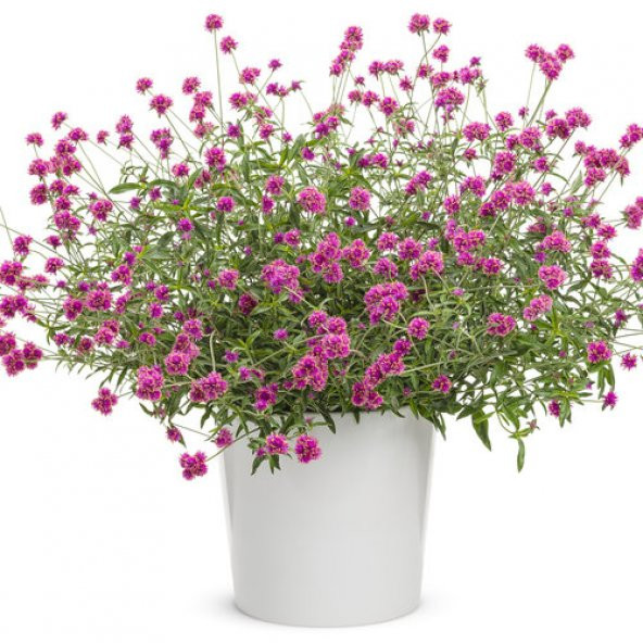 Hanım Düşmesi Çiçeği Tohumu Ekim Seti 5 Tohum + Saksı+Toprak+Süpr ürün görseli