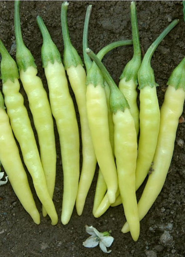 Acı Sarı Stone Biber Tohumu 20 Tohum + Süpriz Hediye Tohum - Resim 2