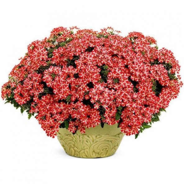 Karışık Mine Çiçeği Tohumu Ekim Seti 5 Tohum +Saksı+Toprak+Süpriz ürün görseli